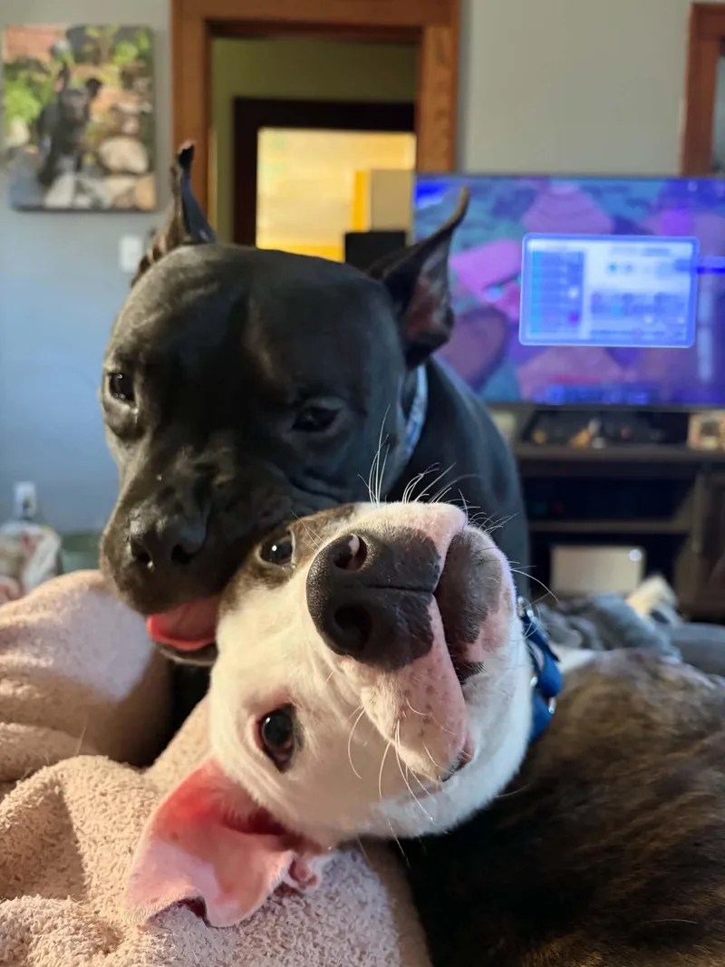 A young medium-sized male Black Pit Bull Terrier dog named Frankie for adoption in Cleveland, OH