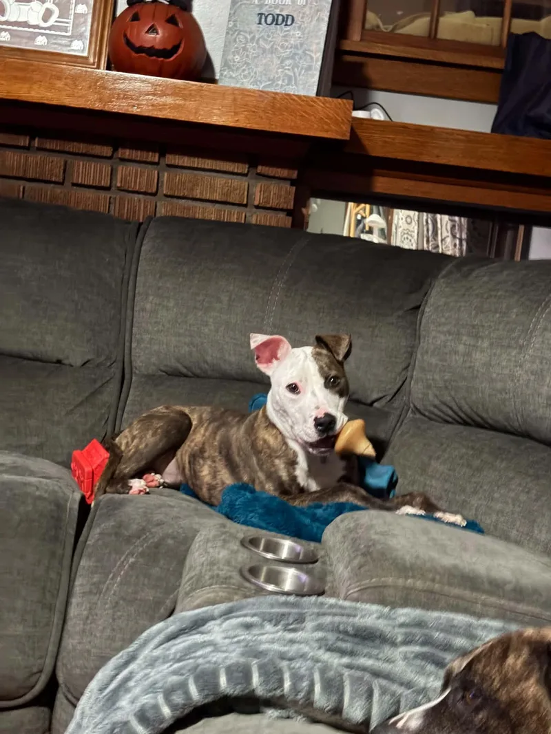 Frankie thumbnail 2