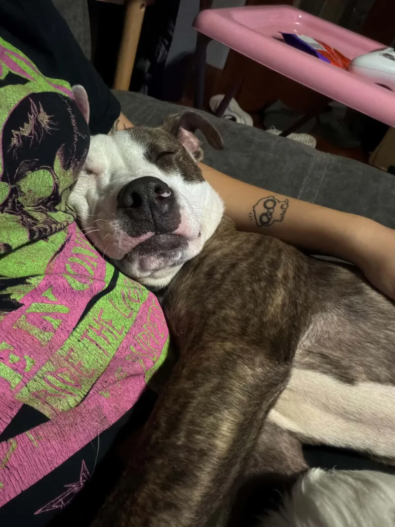 Frankie thumbnail 3