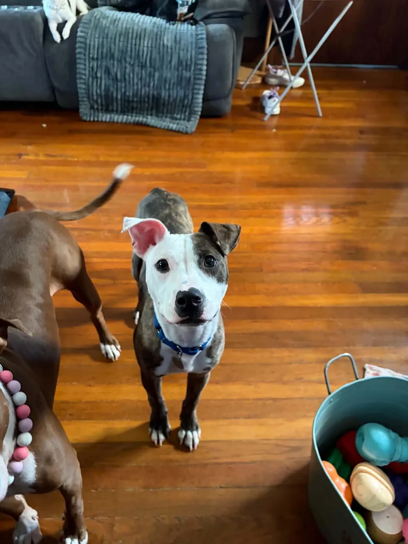 Frankie thumbnail 5