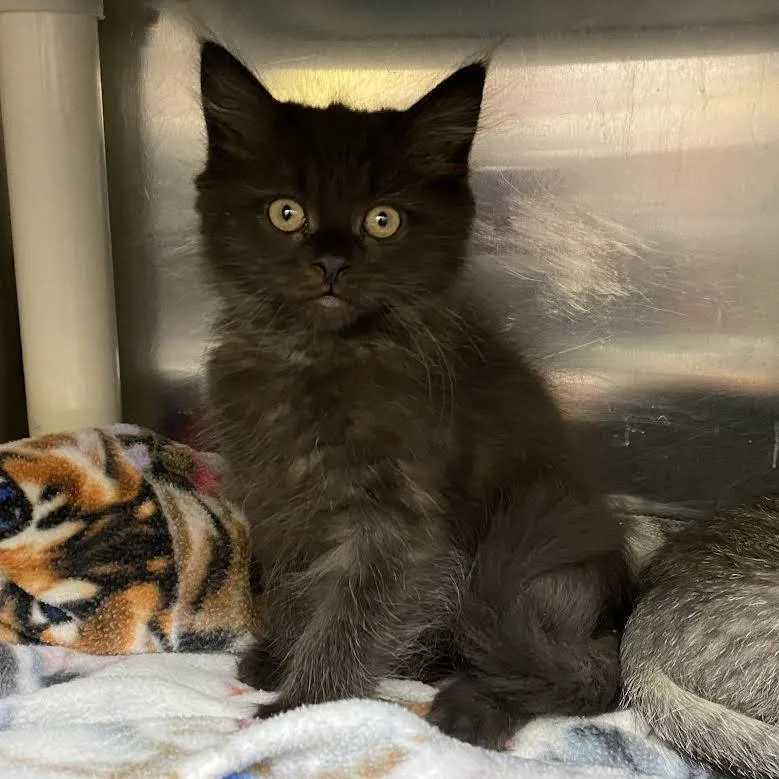 A baby small-sized male Black Domestic Long Hair cat named Koala for adoption in Springfield, MA