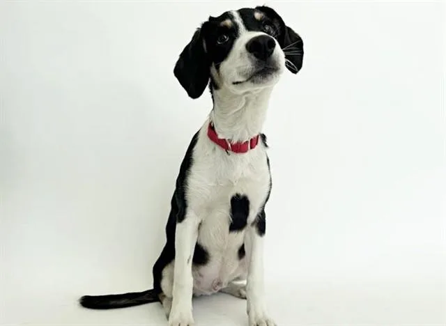 A baby small-sized male Terrier dog named Jack Sparrow for adoption in Saint Louis, MO