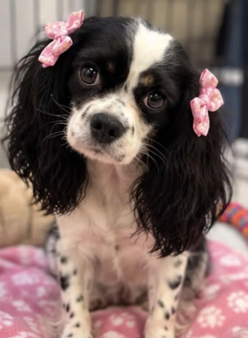 Roxy thumbnail 3