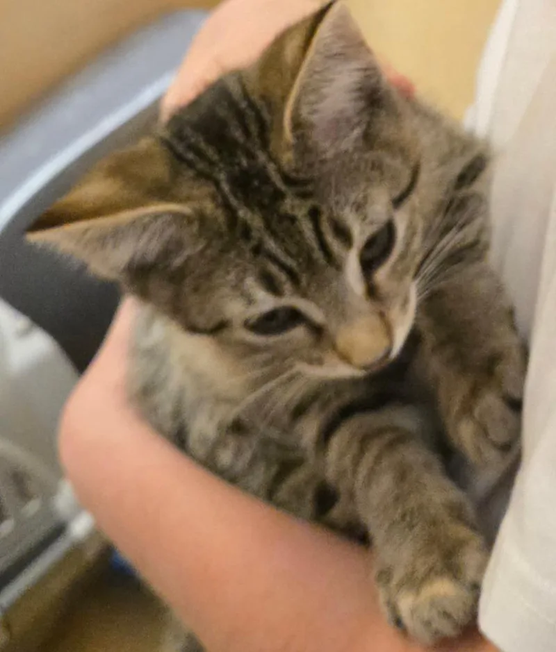 A baby small-sized male Tabby cat named Tiger for adoption in San Antonio, TX