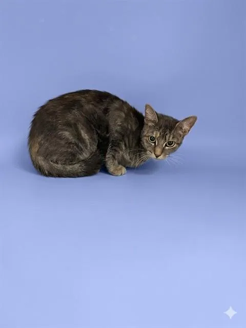 A young small-sized female Domestic Short Hair cat named Mrs Julia for adoption in Jacksonville, FL