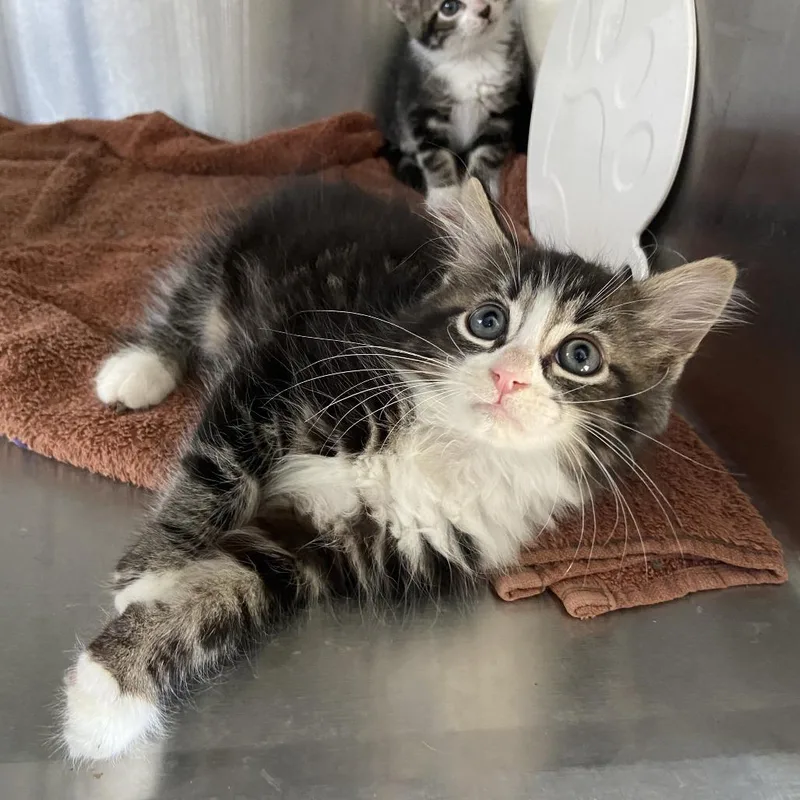 A baby small-sized male Brown / Chocolate Domestic Long Hair cat named Mr. Packard for adoption in Washington Township, OH