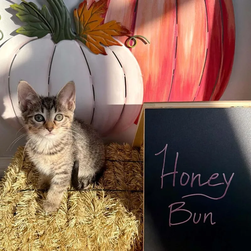 A baby small-sized female Brown / Chocolate Domestic Short Hair cat named Honey Bun for adoption in Carmel, IN