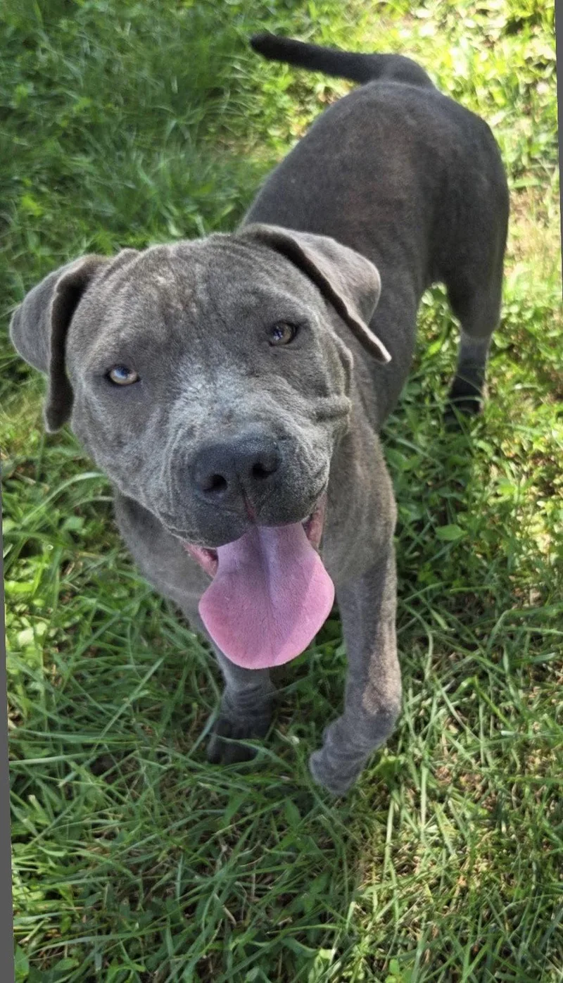 A young large-sized female American Staffordshire Terrier dog named Aurora Alabama for adoption in Nashville, TN