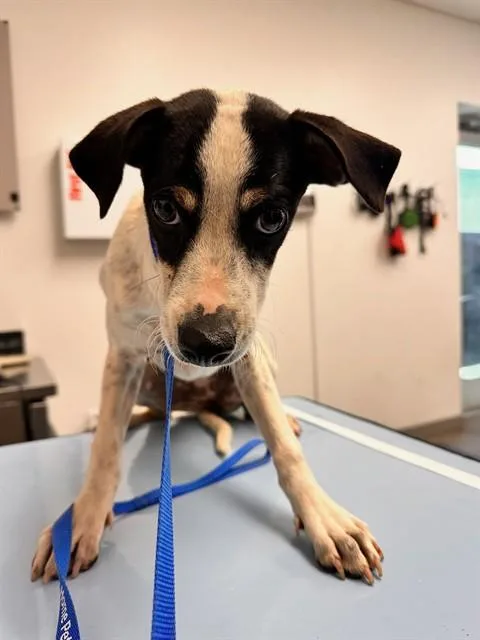 A young small-sized female Rat Terrier dog named Chili for adoption in Mesa, AZ