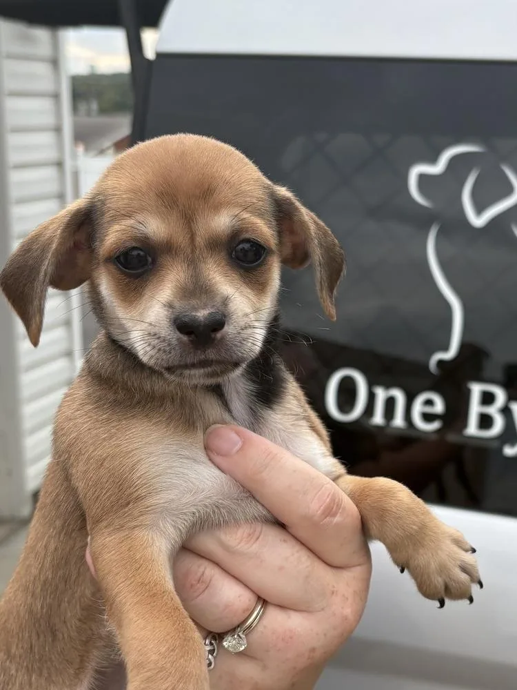 A baby small-sized female Chihuahua dog named Latte for adoption in Irwin, PA