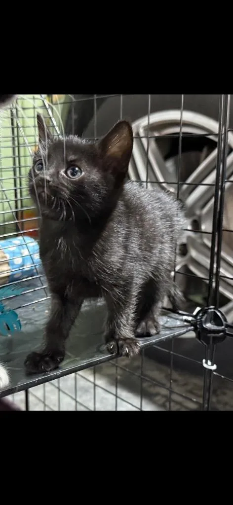 A baby medium-sized male Domestic Short Hair cat named Onyx for adoption in Johnson City, TN