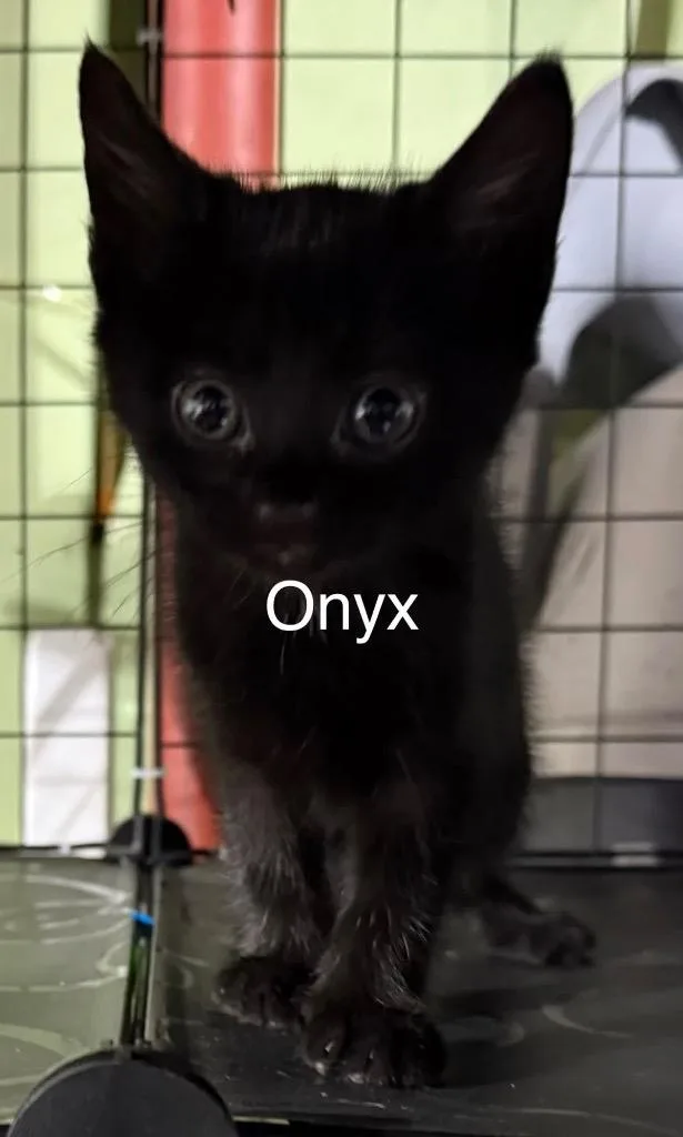 Onyx thumbnail 3