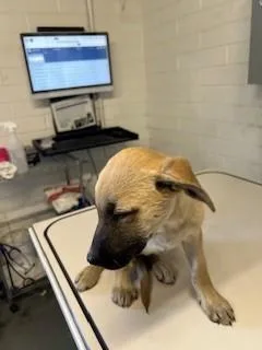 A baby small-sized male German Shepherd Dog dog named Tinkywinky for adoption in Stockton, CA