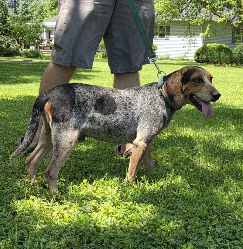 An adult medium-sized male Bluetick Coonhound dog named Blue for adoption in Salamanca, NY