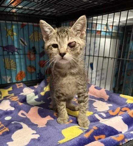 A baby small-sized female Domestic Short Hair cat named Kiwi for adoption in Sacramento, CA