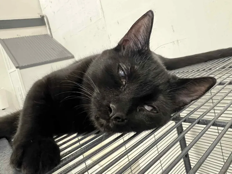 A baby small-sized female Black Domestic Short Hair cat named Shadow for adoption in West Palm Beach, FL