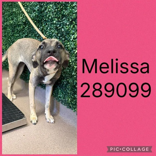 A young medium-sized female Mixed Breed dog named Melissa for adoption in Macon, GA