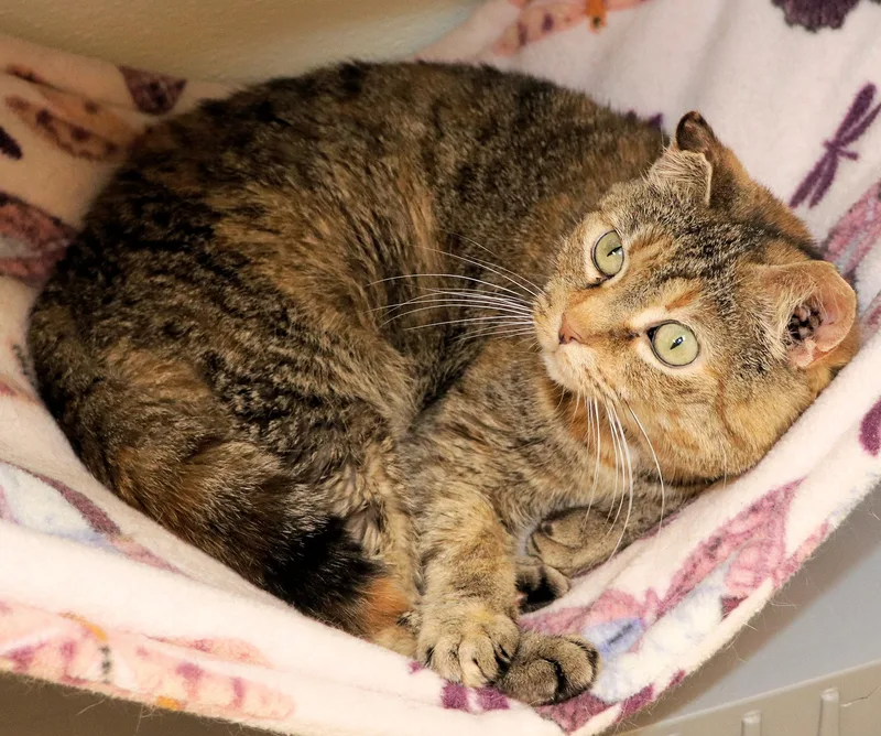 Truffles thumbnail 2