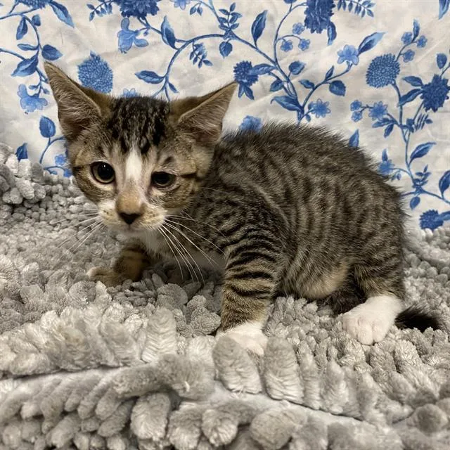 A baby small-sized male Domestic Short Hair cat named Bruno for adoption in Modesto, CA