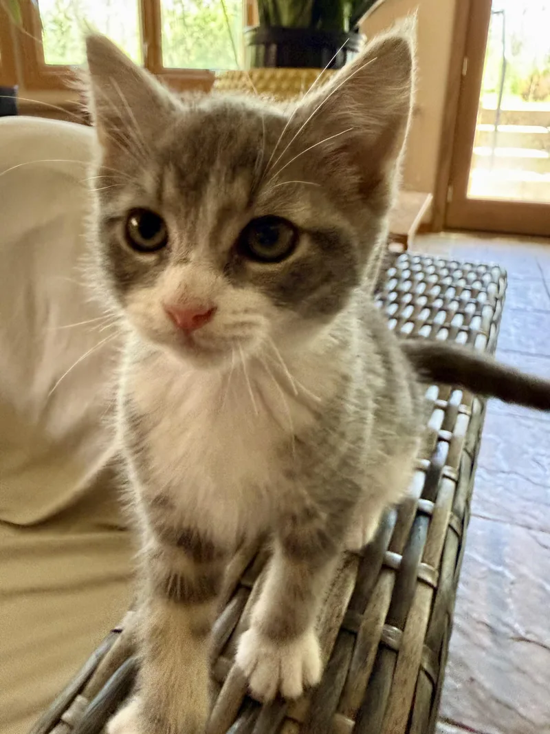 A young medium-sized female Gray & White Domestic Short Hair cat named Turbo for adoption in Lemont, IL