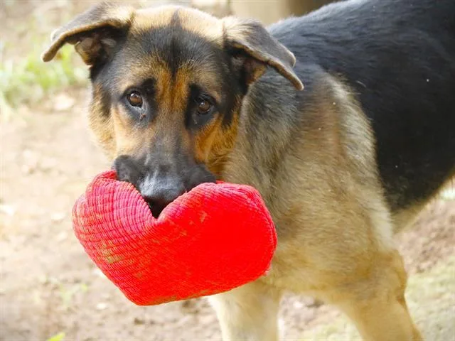 A young large-sized male German Shepherd Dog dog named Duke for adoption in Tallahassee, FL