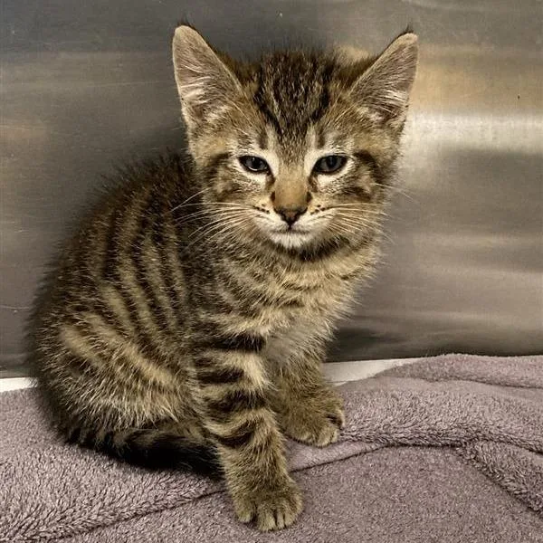 A baby small-sized male Brown / Chocolate Domestic Short Hair cat named North for adoption in Long Beach, CA