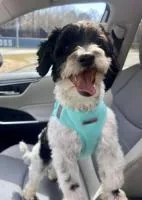 A young small-sized male Shih Tzu dog named Chester Black for adoption in Alpharetta, GA