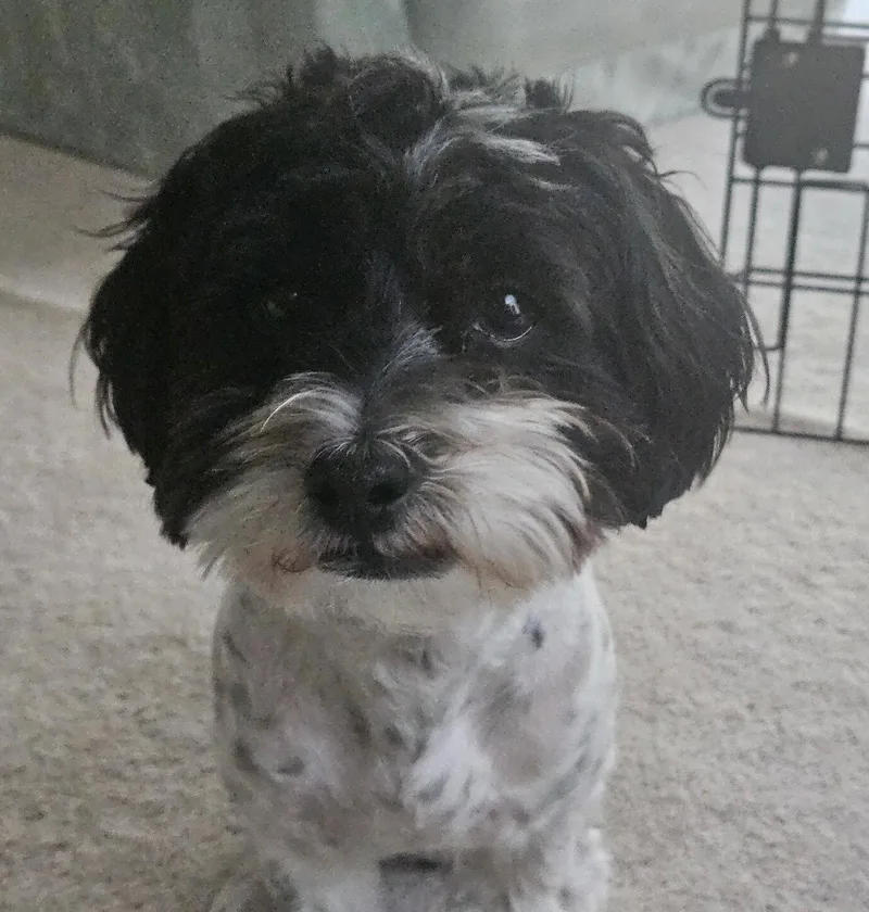Chester Black thumbnail 2