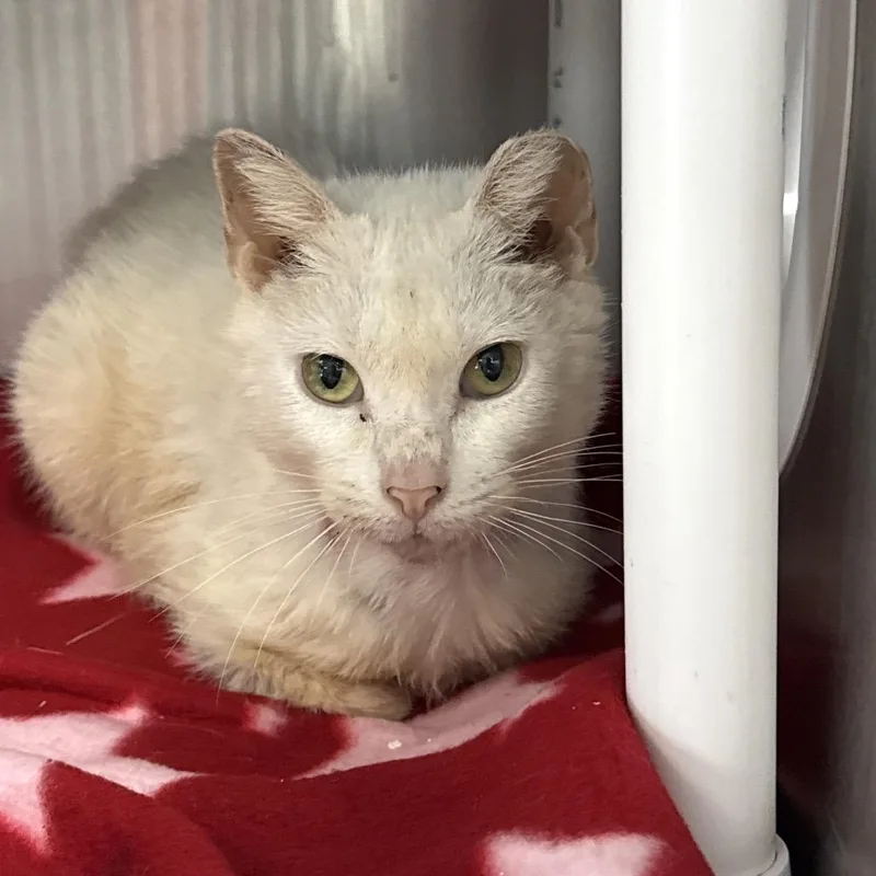 A senior medium-sized female Cream / Ivory Siamese cat named Cher for adoption in Lakeland, FL