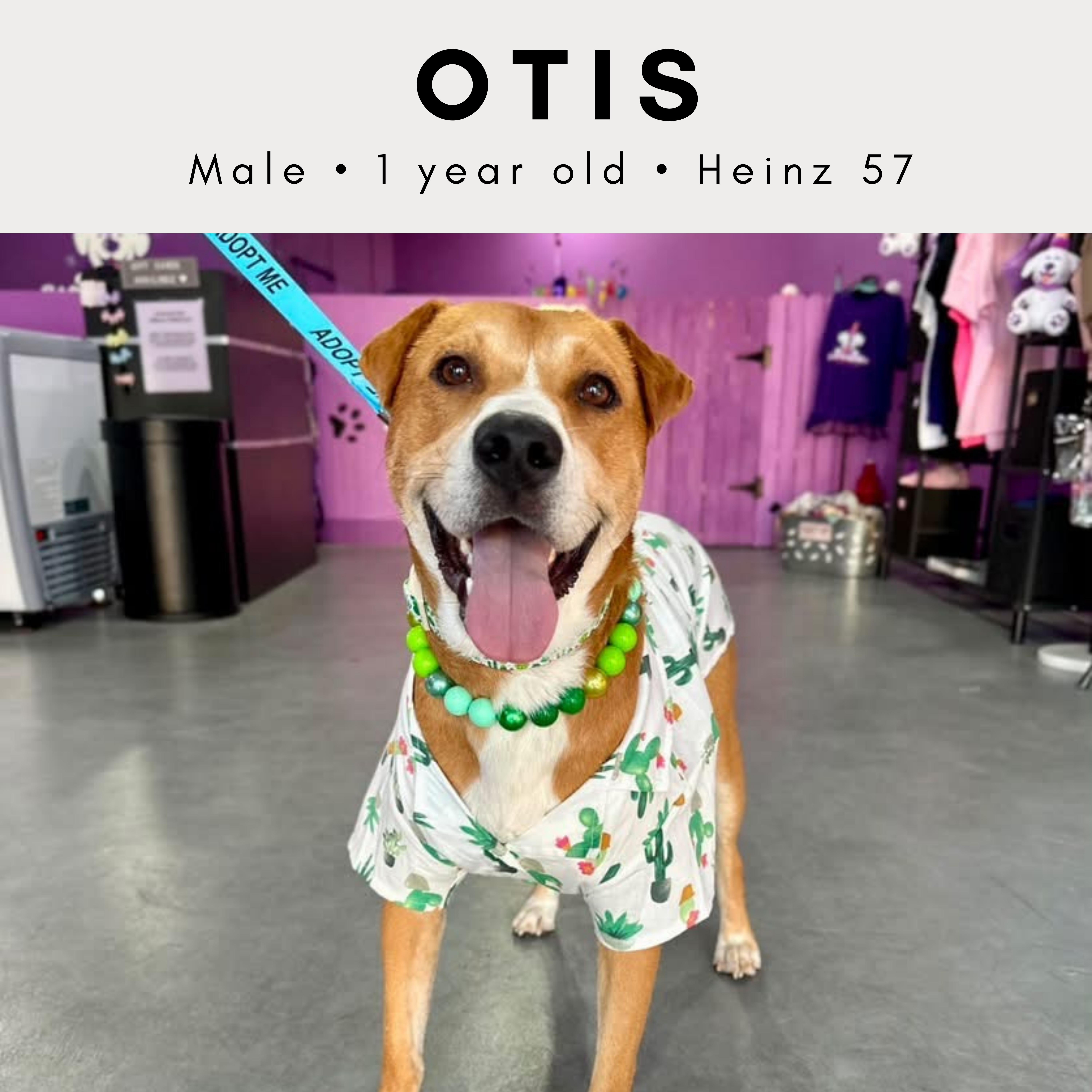 Otis