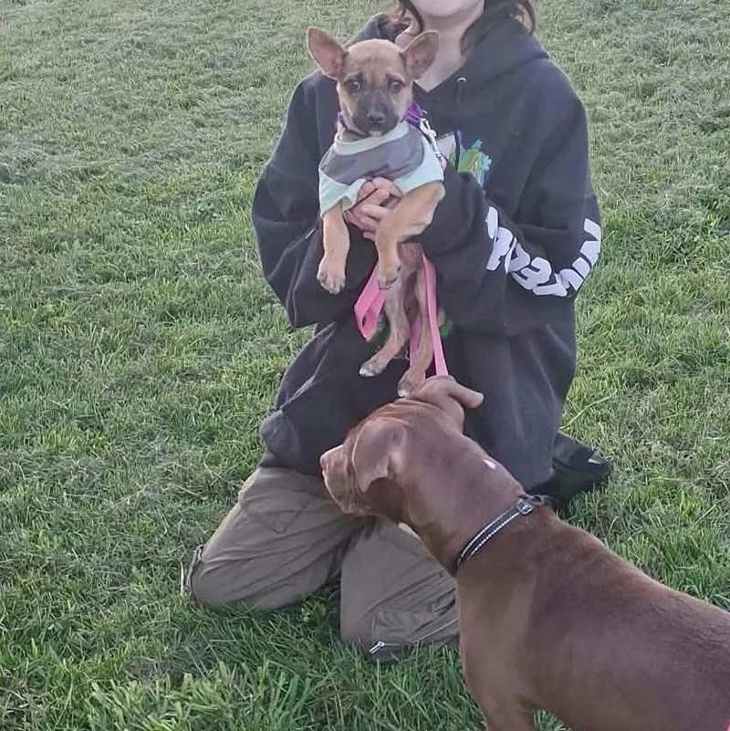 A baby medium-sized female Australian Cattle Dog / Blue Heeler named Deb for adoption in Houston, TX