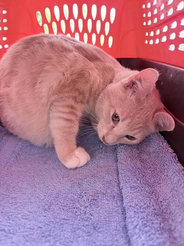 A young medium-sized male American Shorthair cat named Matthew for adoption in Tampa, FL