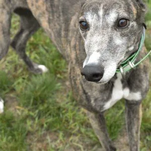 An adult medium-sized female Greyhound dog named Jsp Fergies Folly for adoption in grandville, MI
