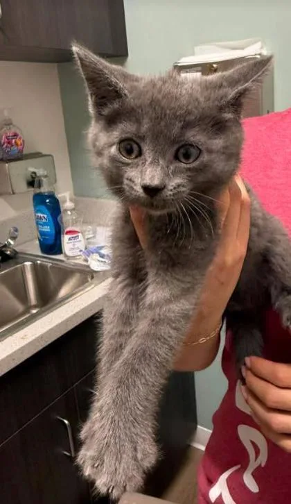 A baby small-sized male Gray / Blue / Silver Domestic Short Hair cat named Clam Chowder for adoption in Annapolis, MD