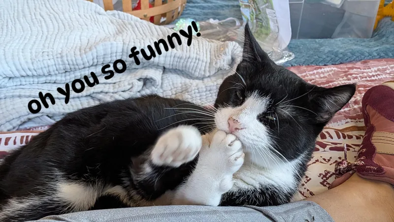 A young medium-sized male Black & White / Tuxedo Domestic Short Hair cat named Petey for adoption in Bloomfield, NJ