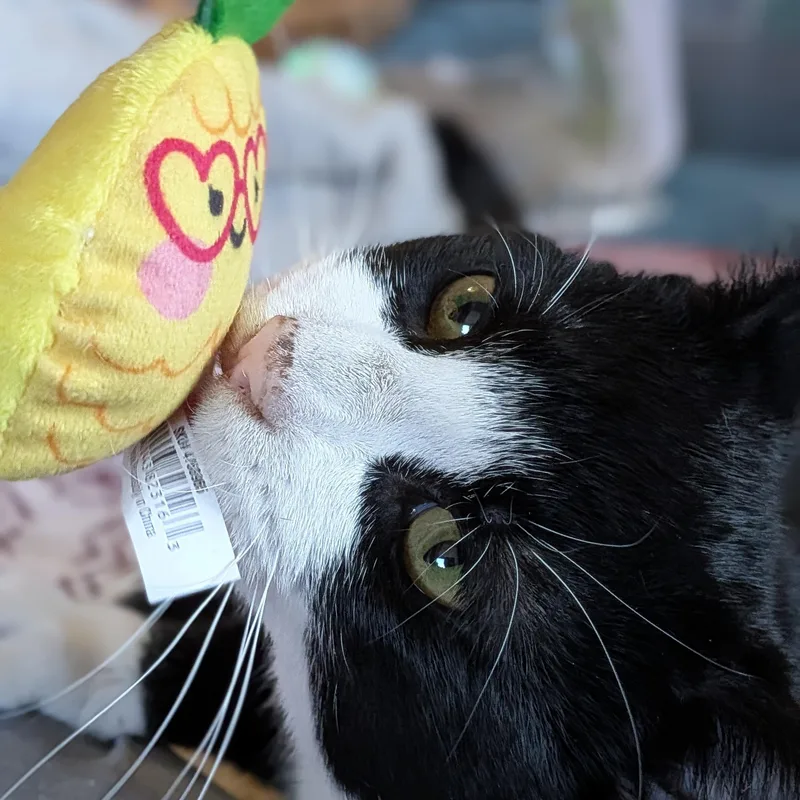 Petey thumbnail 2