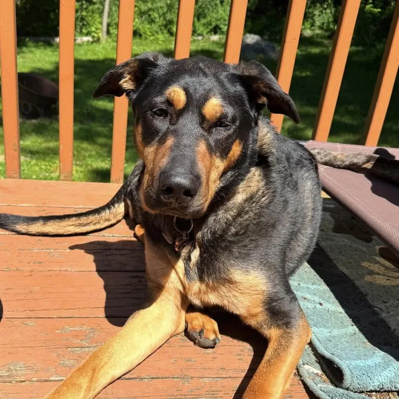 A senior large-sized female Black German Shepherd Dog dog named Gabby for adoption in Columbia, SC