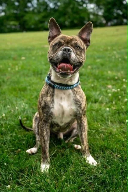 An adult large-sized male Mixed Breed dog named Chameleon for adoption in West Chester, PA