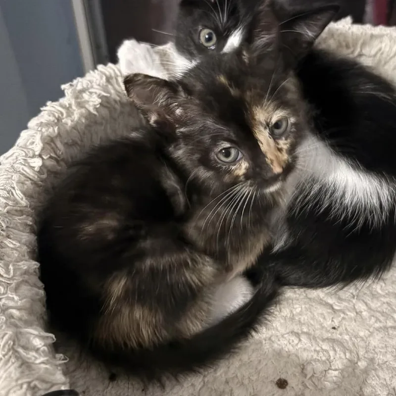A baby small-sized female Tortoiseshell Domestic Short Hair cat named Angie for adoption in Missouri City, TX