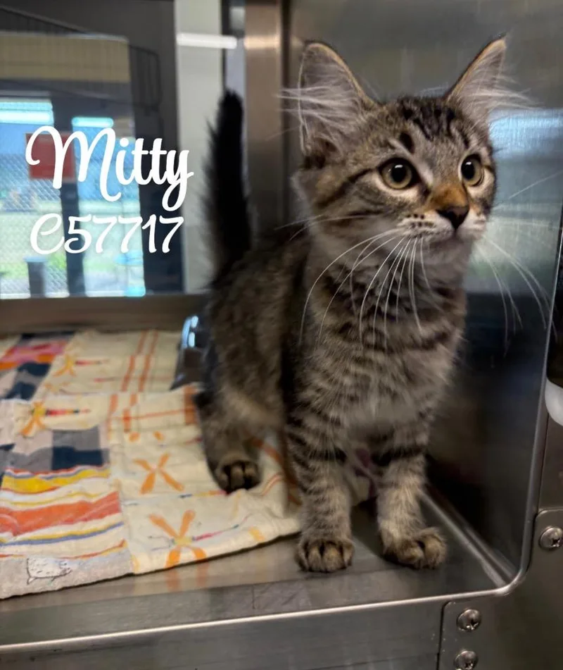 Mitty