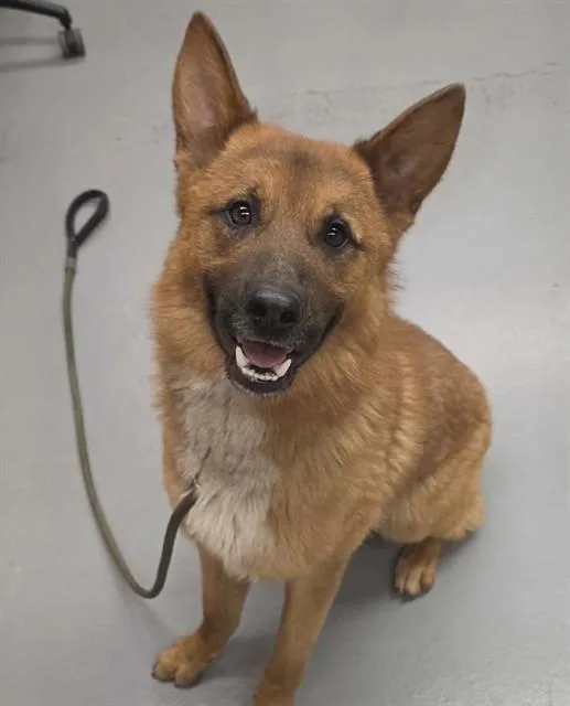 A young medium-sized male Brown / Chocolate Shepherd dog named Fuego for adoption in Phoenix, OR
