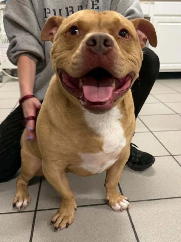 An adult medium-sized male Bulldog dog named Stromboli for adoption in Aurora, IL