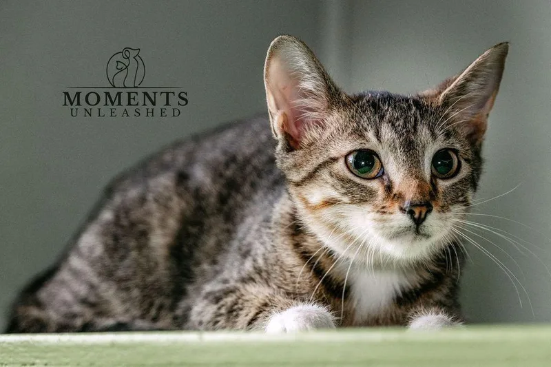 A baby small-sized female Tabby (Brown / Chocolate) Domestic Short Hair cat named Tofu for adoption in Myakka City, FL