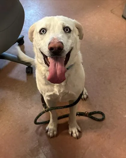 An adult large-sized male White / Cream Labrador Retriever dog named Buck for adoption in Rapid City, SD