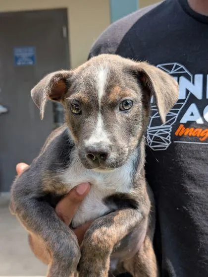 An adult small-sized male Shepherd dog named Pickles for adoption in Mansfield, TX