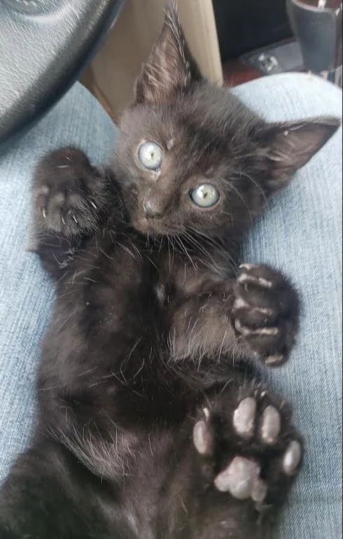 A baby medium-sized female Domestic Short Hair cat named Ruckus for adoption in Fort Oglethorpe, GA