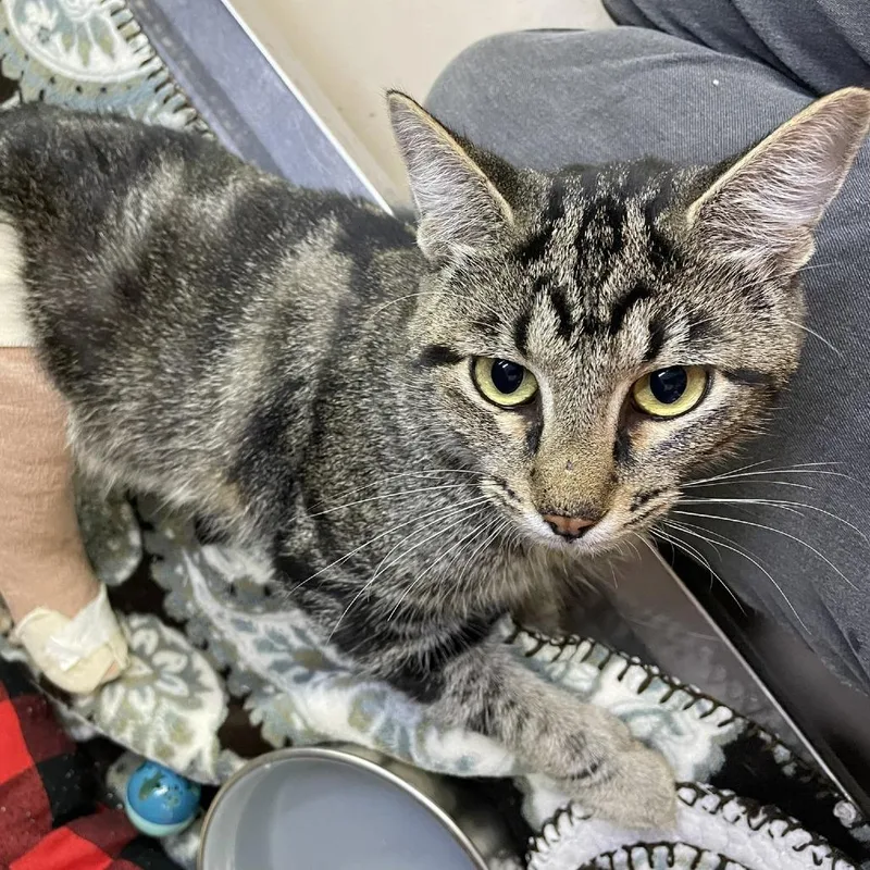 An adult medium-sized male Brown / Chocolate Domestic Short Hair cat named Rufio for adoption in Austin, TX