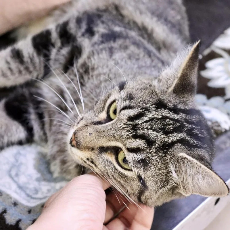 Rufio thumbnail 2