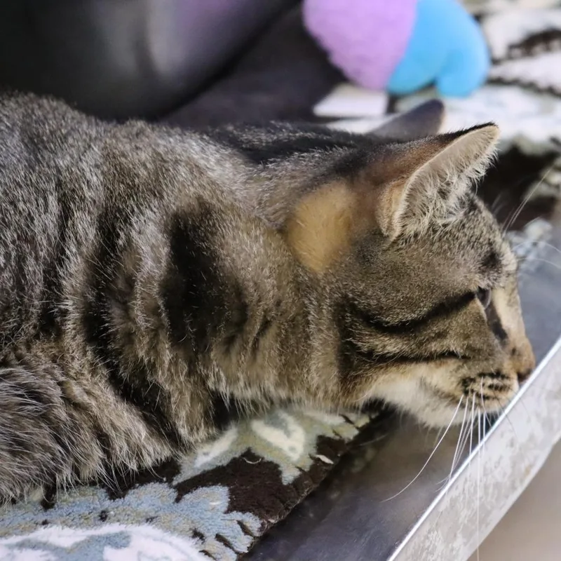 Rufio thumbnail 6