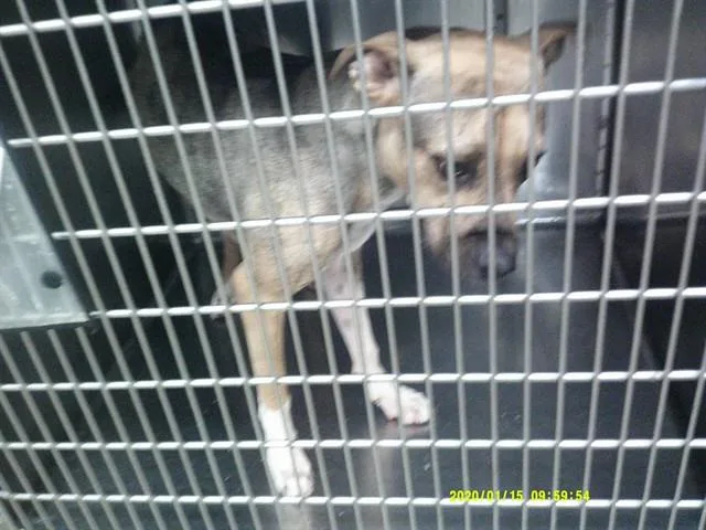 A young small-sized female Pit Bull Terrier dog named Lucy for adoption in Oklahoma City, OK